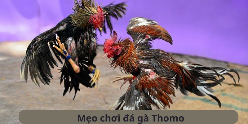 Kinh nghiệm chơi đá gà Thomo hữu hiệu từ các cao thủ