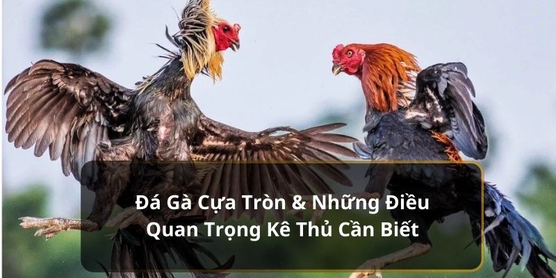 Giới thiệu ngắn gọn về loại hình chọi gà hấp dẫn hiện nay