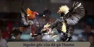 Sơ lược về đá gà Thomo